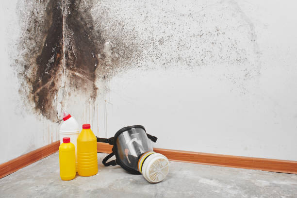 Best Same-Day Mold Removal  in Woodville, TX