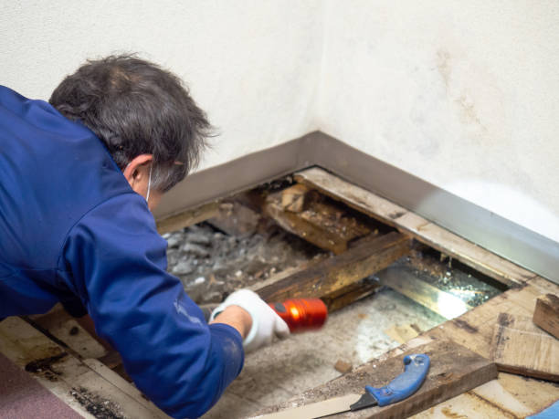 Best Same-Day Mold Removal  in Woodville, TX