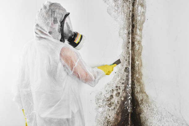 Best Toxic Mold Removal  in Woodville, TX