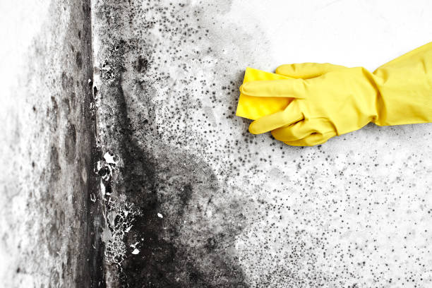 Mold Removal Process in Woodville, TX