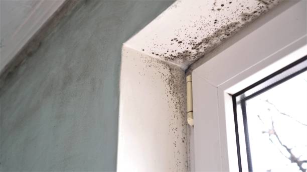 Reliable Woodville, TX Mold Removal Solutions