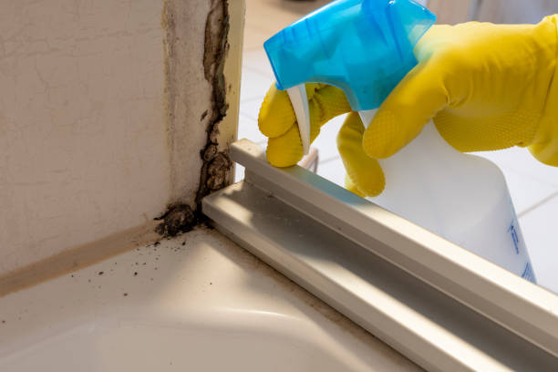 Office Mold Removal Services in Woodville, TX