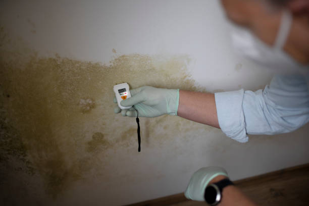 Certified Mold Removal in Woodville, TX