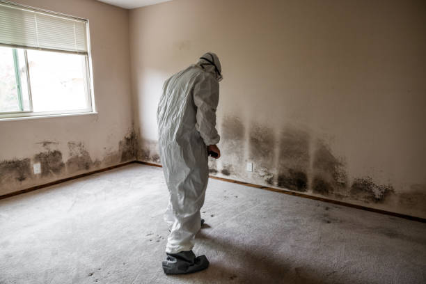 Mold Removal and Inspection in Woodville, TX