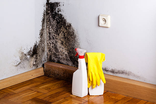 Best Local Mold Removal Service  in Woodville, TX