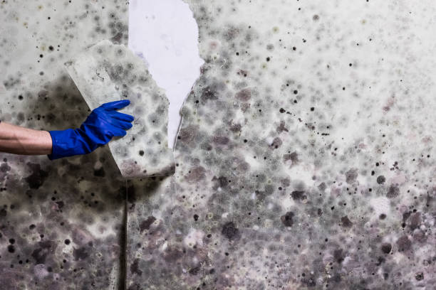 Best Same-Day Mold Removal  in Woodville, TX